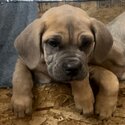 Female Cane Corso puppies for adoption -2