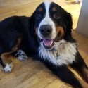 Bernese Mountain puppies for sale-0