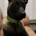 Trained malinois-1