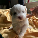 Maltipoo puppy for sale-2