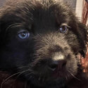 Puppies!!! Black-Lab German-Shepherd Golden-Retriever Mix (REGINA SK) -0