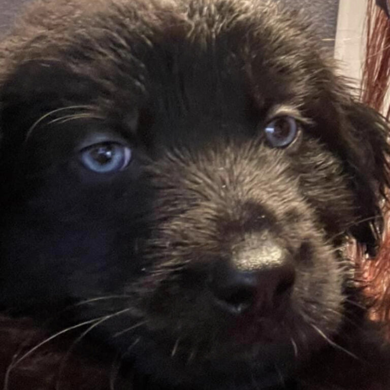 Puppies!!! Black-Lab German-Shepherd Golden-Retriever Mix (REGINA SK) 