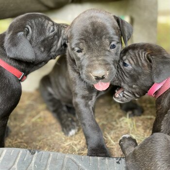 Purebred Mastiff puppies