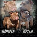 American bullies ABKC-0