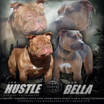 American bullies ABKC