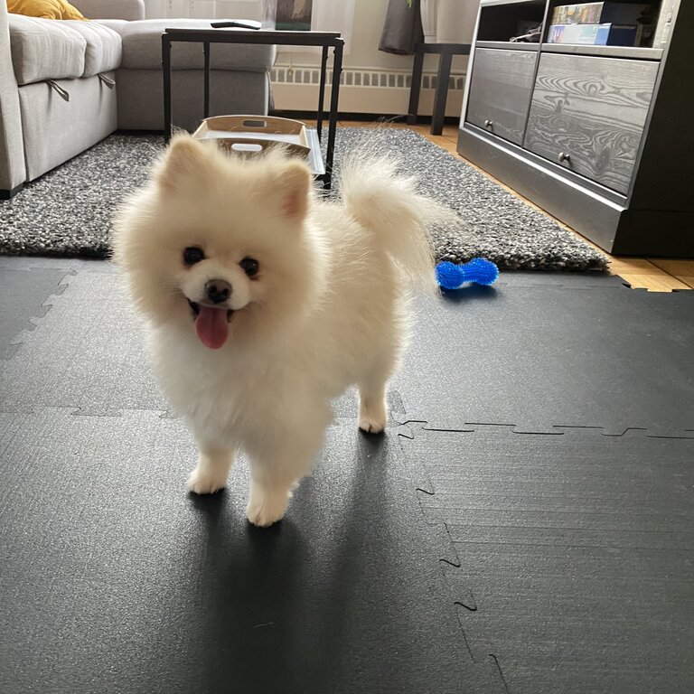 Friendly fluffy white pomeranian male!