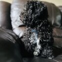 Non-Shedding 5-Months-Old Black Poochon Puppy for Rehoming-0