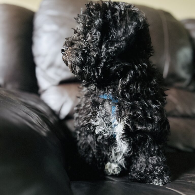 Non-Shedding 5-Months-Old Black Poochon Puppy for Rehoming