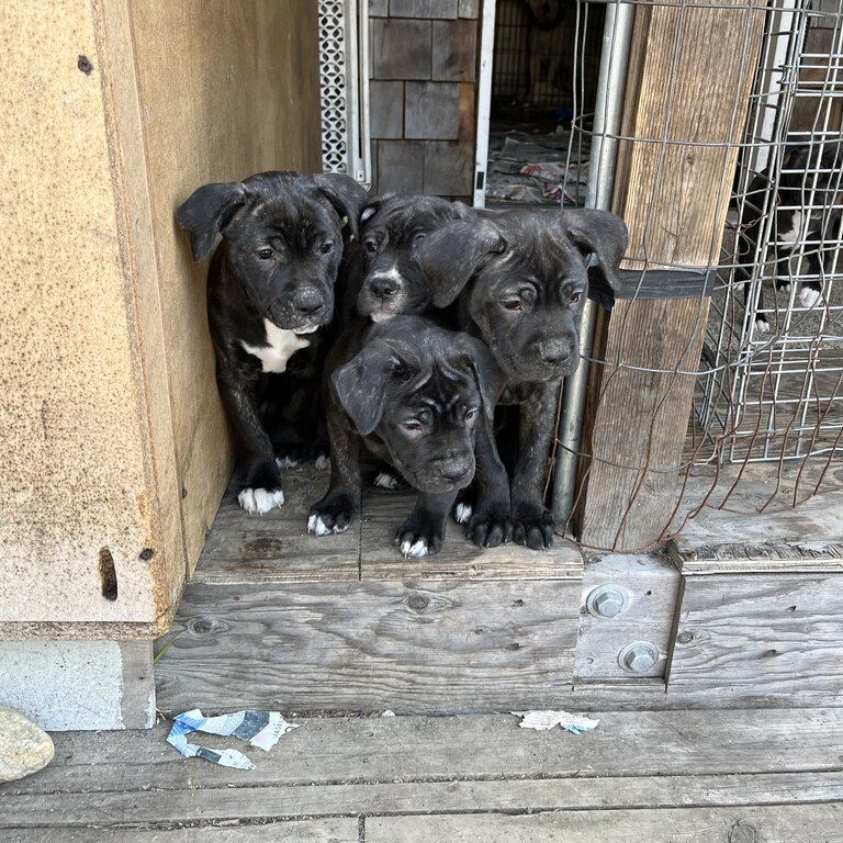 American bulldog cross puppies