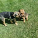 Border Terrier Puppies-3