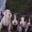 4 pure breed amtaff puppies forsale -4