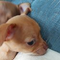 Chihauhau puppies-1