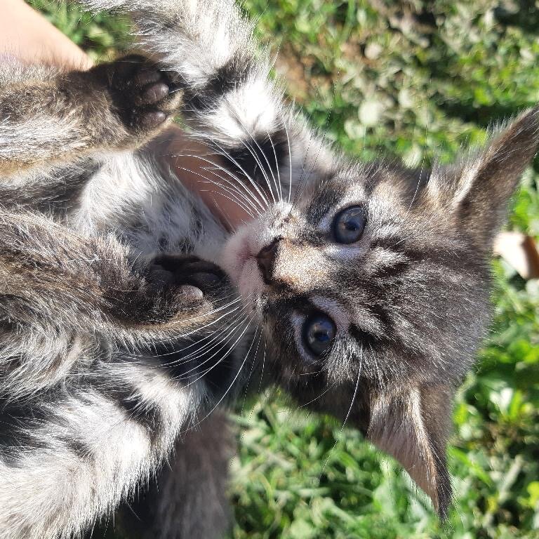 Bengal x Siberian kittens up for adoption!!