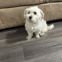 cute heavaneese- malteese dog for a loving new home-2