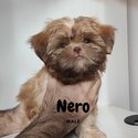 Quality Pure Bred Choco Liver Shih Tzu puppies-2