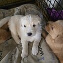 Golden retriever puppies-1