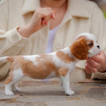 Beautiful Havanese & King Charles Puppies 