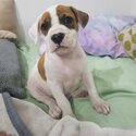 1 Male American Bulldog Pups-5