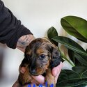 Gorgeous miniature dachshunds-1