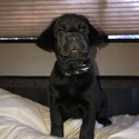 Purebred Labrador Retriever -5