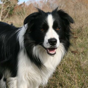 Long haired purebred Border Collie puppies