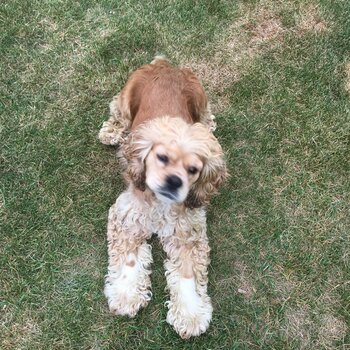 Sweet and Loyal Cocker Spaniel