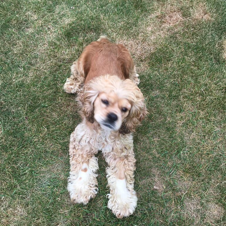 Sweet and Loyal Cocker Spaniel