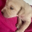 Labradoodle / Retrodoodle puppies-3