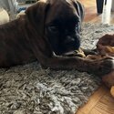 Boxer puppy-1