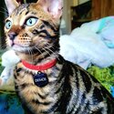 Male Unfixed Bengal for rehoming-1