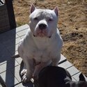 Pure AMERICAN BULLY pups (TORONTO ,ON )-0