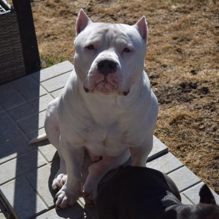 Pure AMERICAN BULLY pups (TORONTO ,ON )