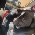 Pit bull puppies -4