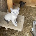 Maine coon kittens -1