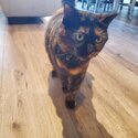 Very friendly tortoiseshell cat-0