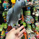 Male &amp; Female Congo African grey parrots-1