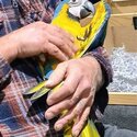 Macaws handreared-4