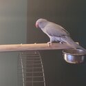 11 months old gray Indian Ringneck for sale -0