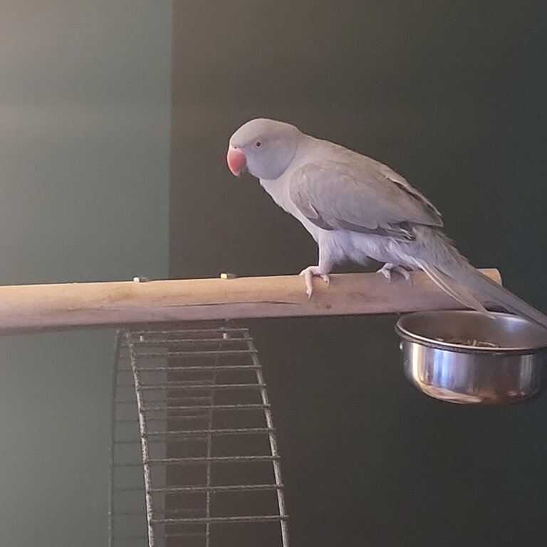 11 months old gray Indian Ringneck for sale 