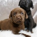 4 months purebred black ,cream white and grey labrador puppies-2