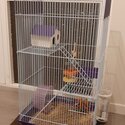 2 Female Mice for sale-1