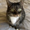 Sweet senior cat needs forever home-0