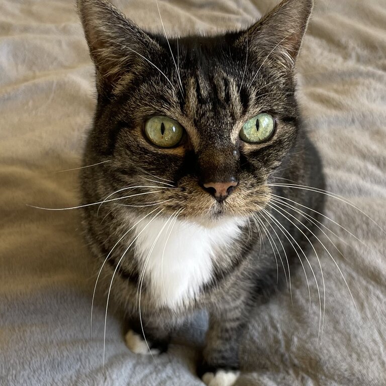 Sweet senior cat needs forever home