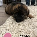 German shepherd puppies forsale-5