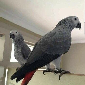 Fully Hand Reared  African Grey Talking Parrots with cage and accessories 