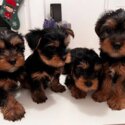 Beautiful Yorkie puppies-1