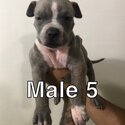 American bully puppies -3