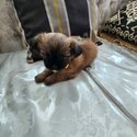 Puppies for sale-4