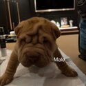 Shar Pei Puppies Purebred-0