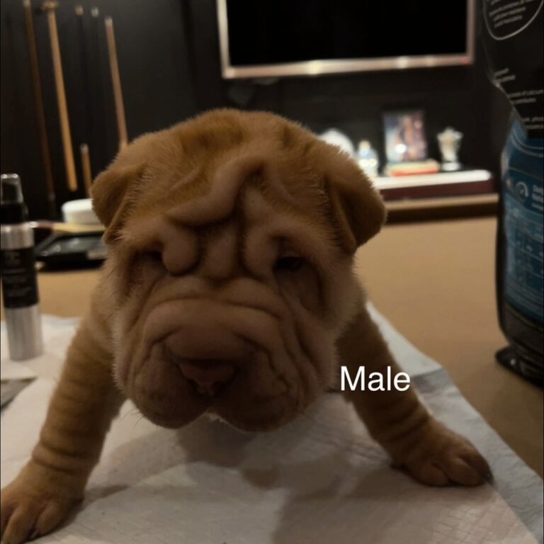 Shar Pei Puppies Purebred